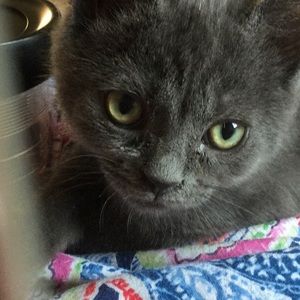 Meet your Posher, Joan